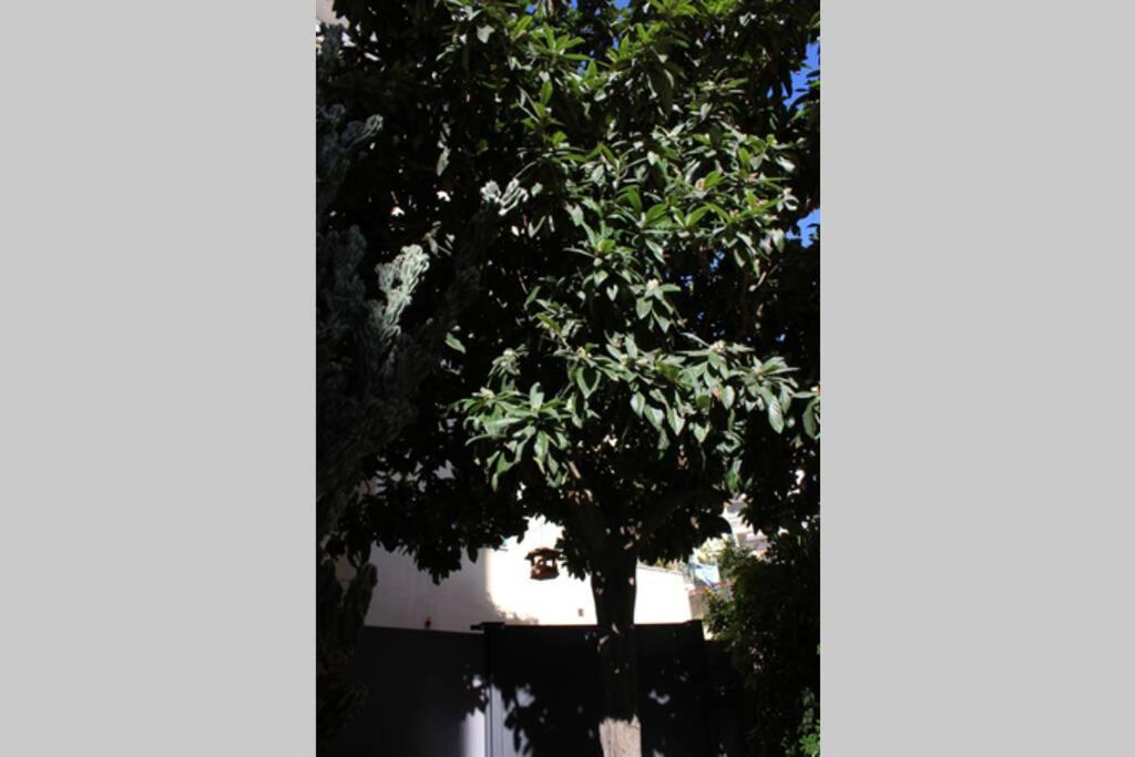 Loquat House Nel Giardino Segreto In Zona Vaticano Рим Екстер'єр фото